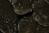Septarian Dragon Egg Geode - Black Crystals #172816-2